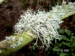 Lichen